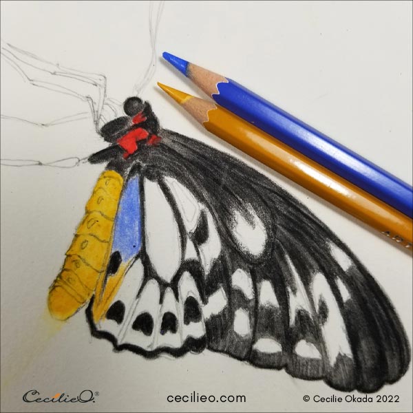 Coloring in the colorful spots on the butterfly wing.