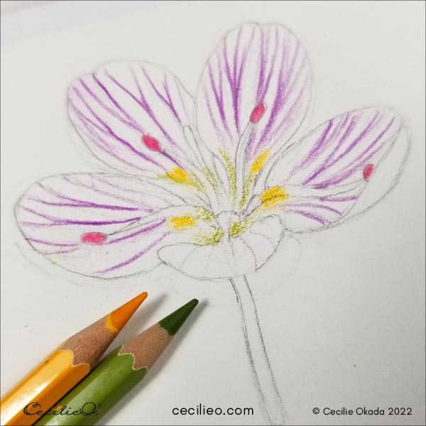 Watercolor pencil flowers step by step 