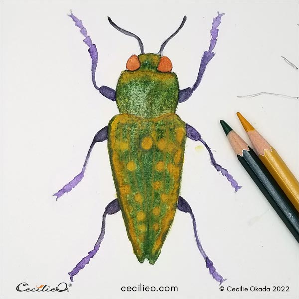 Drawing the ochre spots and side stripes with colored pencils over watercolor, and green on the head for a curving effect..