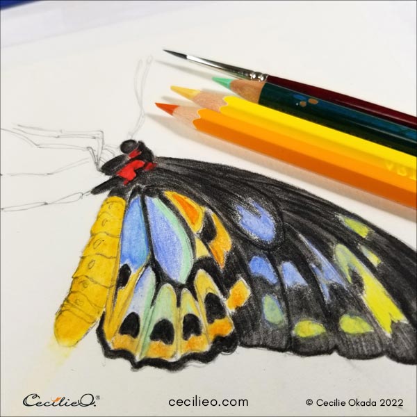 Completing the colorful wings and activating the watercolor pencil marks with water.