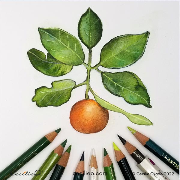 Draw details on the leaves with green colored pencils.
