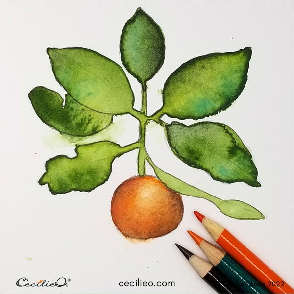 Make the color of the orange brighter with colored pencils. Draw the outline again.