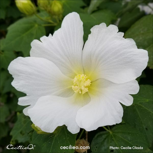 Reference photo of a white hibiscus flower.