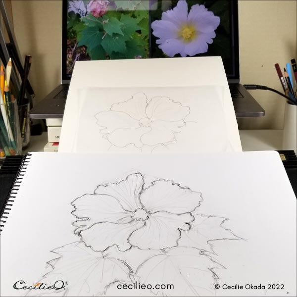 hibiscus flower pencil drawing