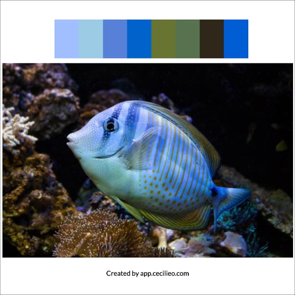 Image to color palette: The blue fish.