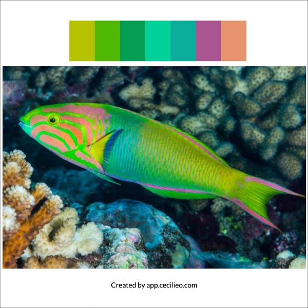 Image to color palette: The green fish.