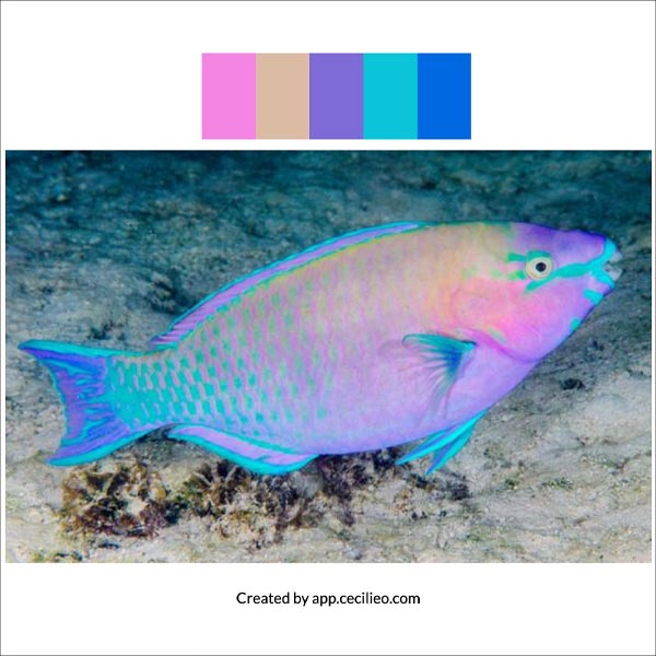 Image to color palette: The pink fish.