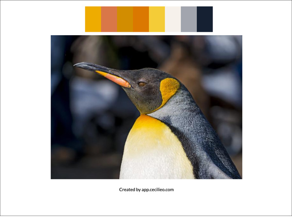 Closeup of the head of a king penguin with color swatches.