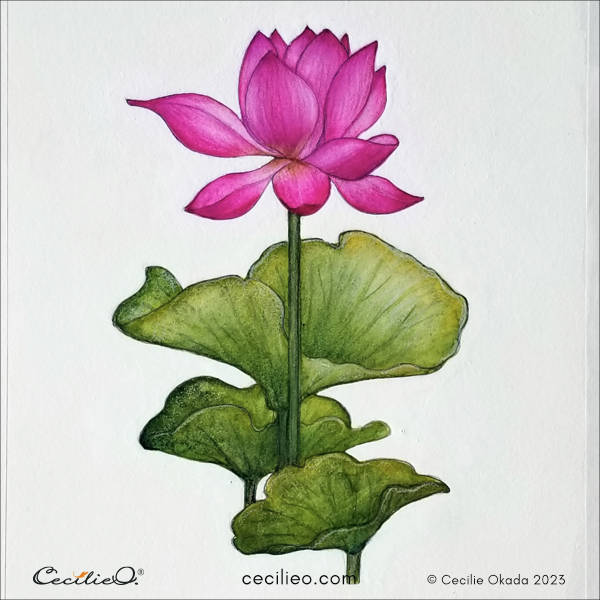 The completed painting of a watercolor lotus flower. 