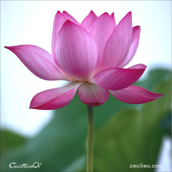 The lotus flower reference photo for the watercolor tutorial.