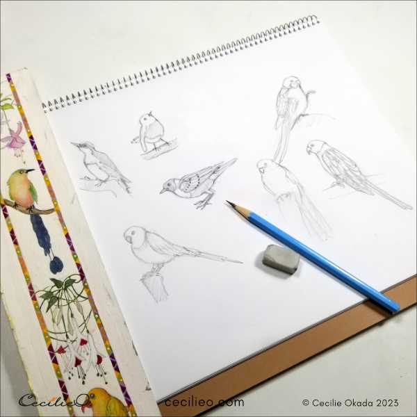 Sketching birds.