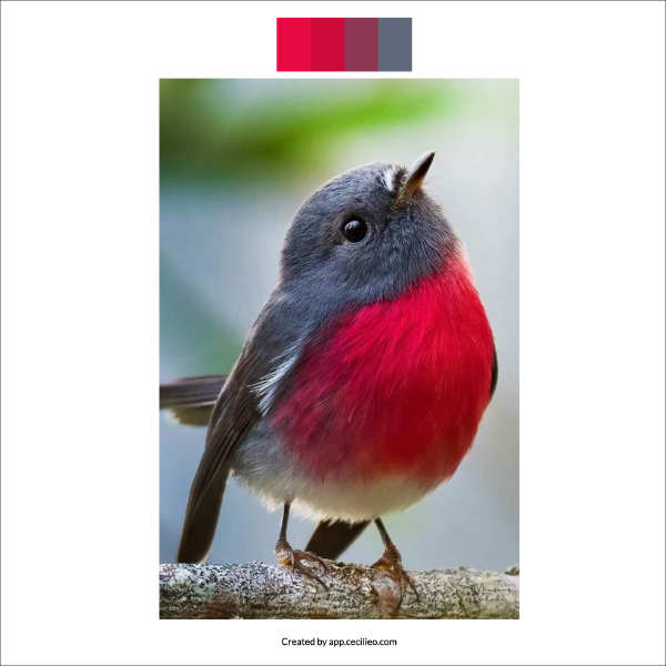 Cute bird with color swatches from free tool on cecilieo.com.