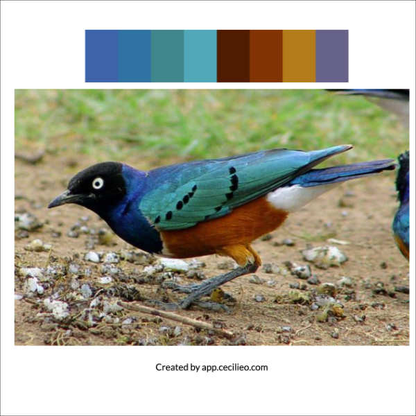 Pretty tanager bird with color swatches from free tool on cecilieo.com.