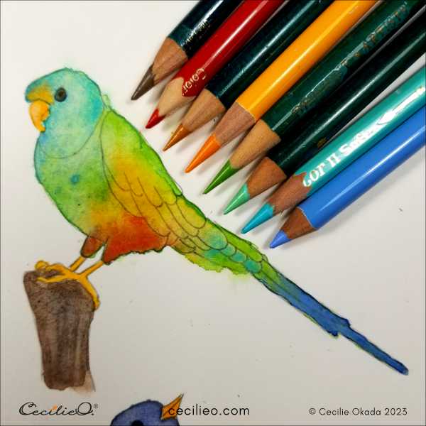Enhancing the watercolors with colored pencils and the colorful parrot.