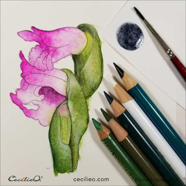 Draw with colored pencils to bring the flower to life.