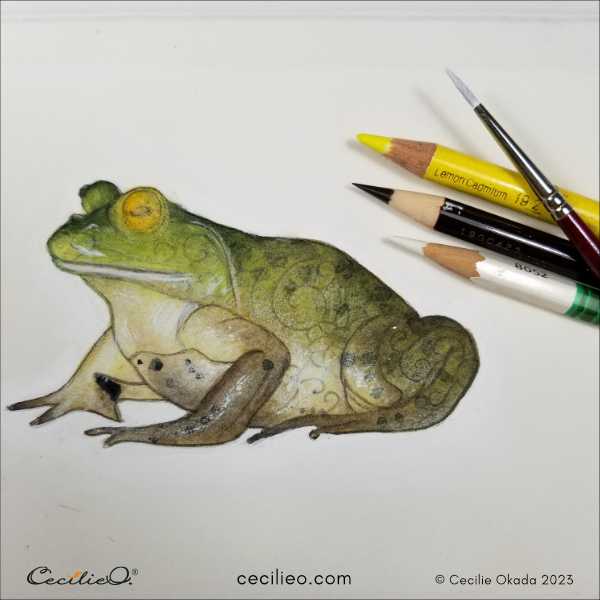 Paint a Stunning Bullfrog With Watercolor and Colored Pencils