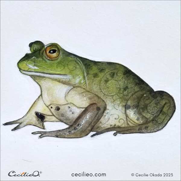 The completed watercolor paining of a realistic frog.