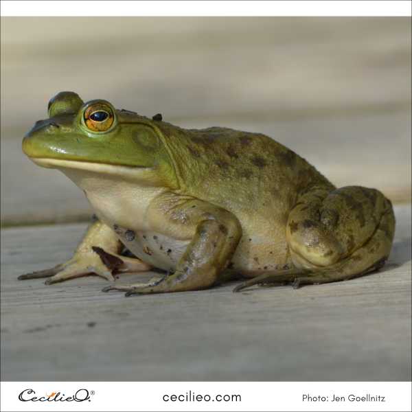 The bullfrog reference photo for the watercolor tutorial.