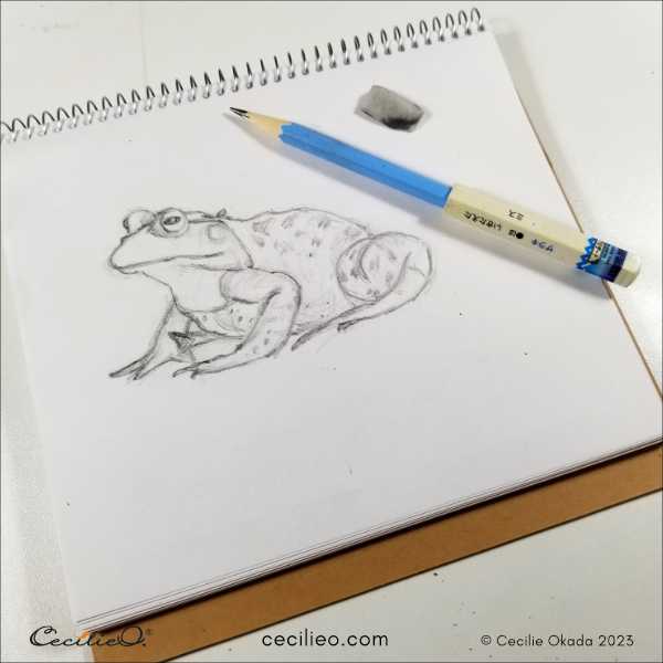 Bullfrog pencil sketch.