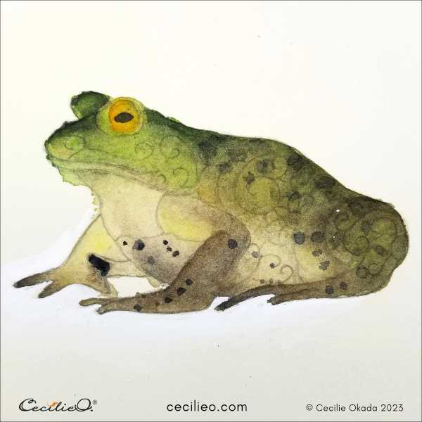 Paint a Stunning Bullfrog With Watercolor and Colored Pencils