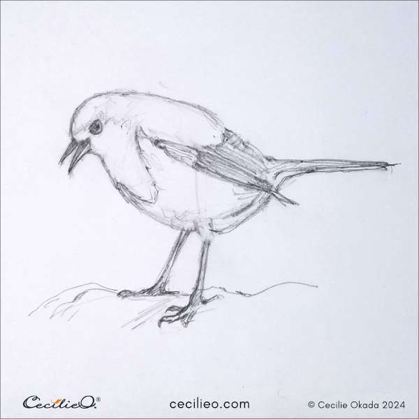 Sketch of a robin.