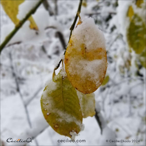 Reference photo of snow-laden leaves #1 
