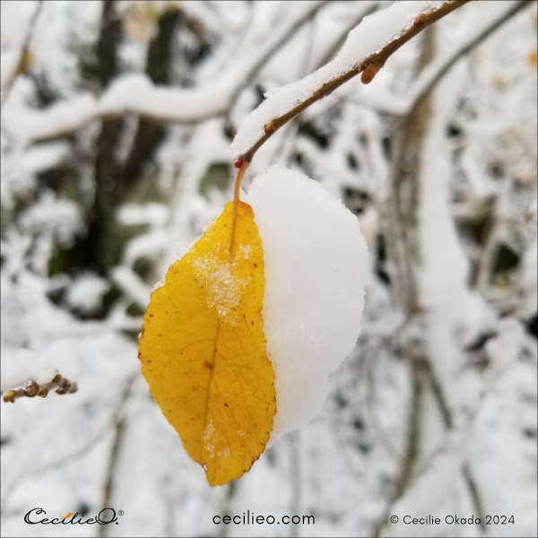 Reference photo of snow-laden leaf #2. 