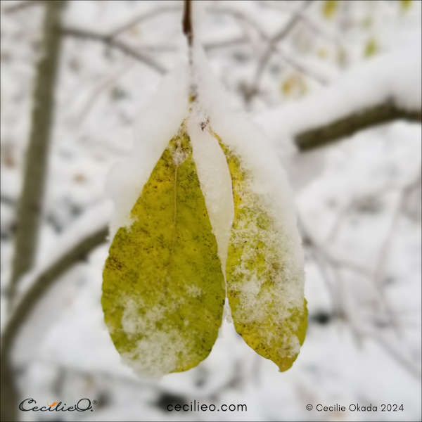 Reference photo of snow-laden leaves #3. 