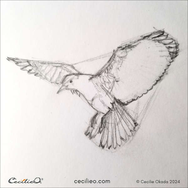 Step 5 to sketch bird in flight.
