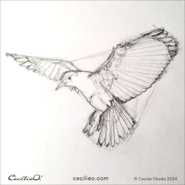Step 6 to sketch bird in flight.