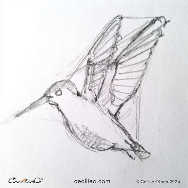 A quick, small hummingbird sketch.