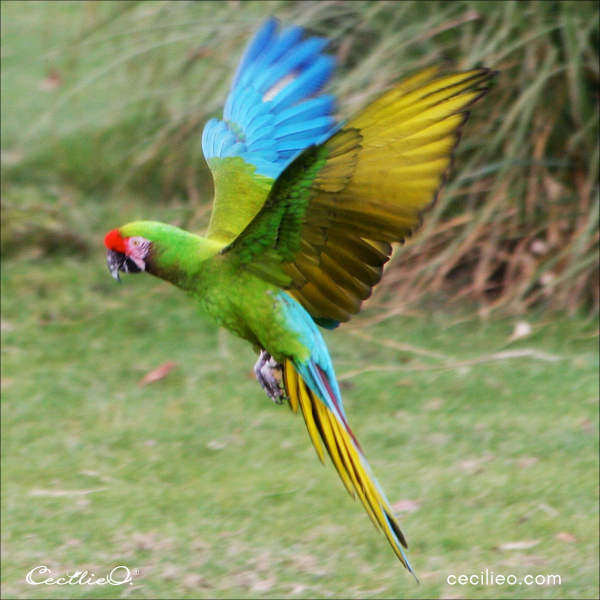 Reference photo of flying macaw bird.