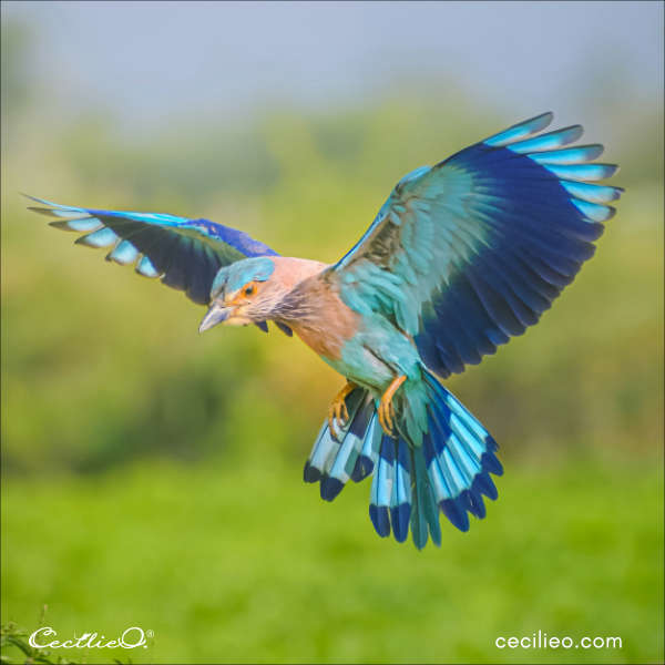 Reference photo of flying exotic bird.