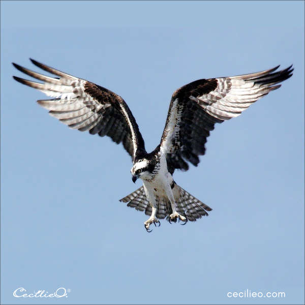 An Osprey reference photo for drawing.